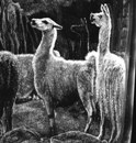 J Denison-Pender-Llamas At Machu Picchu